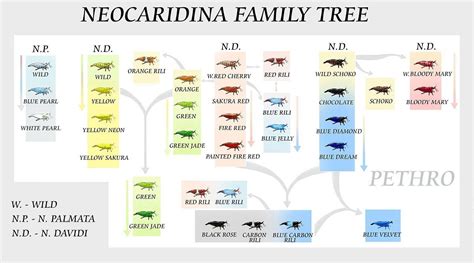 Neocaridina branch genetics | Red cherry shrimp, Family tree, Pet shrimp