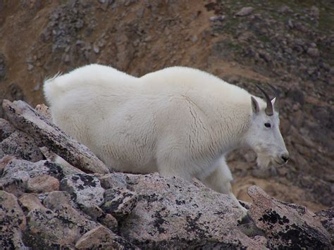 The Mountain Goat | Basic Facts and Photos | The Wildlife