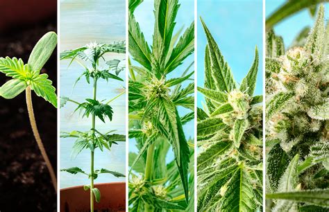 Growing Stages of Cannabis: The Marijuana Plant Life Cycle