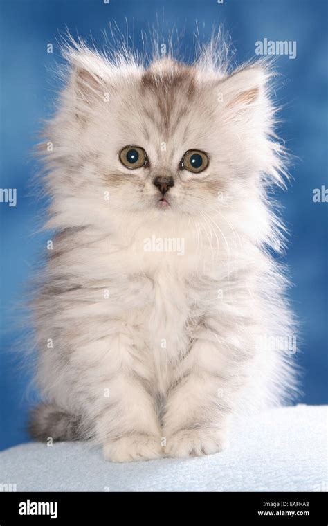 Grey blue persian cat hi-res stock photography and images - Alamy