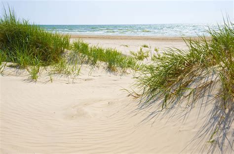 Scientists are restoring coastal sand dunes by using microbes • Earth.com