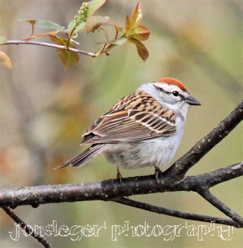 Northern Illinois Birder: Chipping Sparrows; Early April Migration to ...