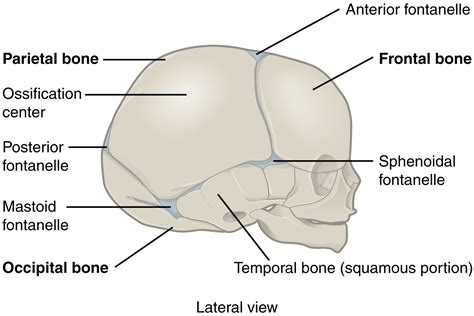 Fibrous Joints – Anatomical Basis of Injury