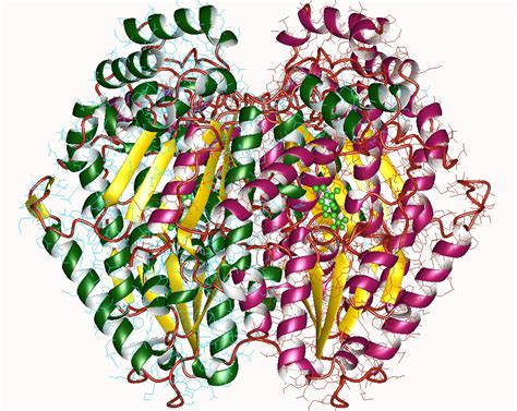 Enzyme Therapy for Lymphedema - Martin C. Winer