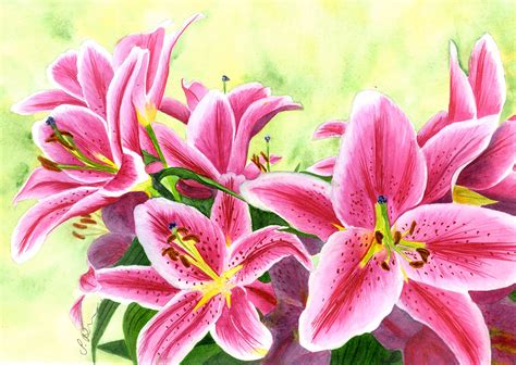 Stargazer Lilies Original Watercolour Painting | Lily painting ...