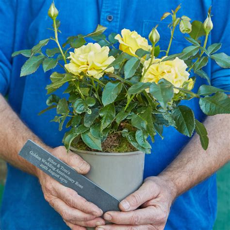 Golden Celebration Rose Bush Gift By The Gluttonous Gardener