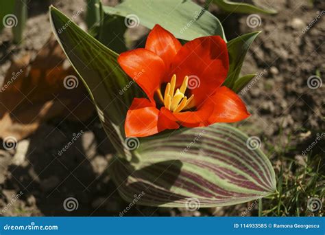 Red Tulip Growing in the Garden Stock Image - Image of decoration ...