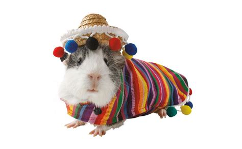 You Can Now Get Costumes For Your Hamsters For Halloween