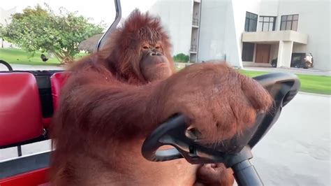 Orangutan driving golf cart [10 HOURS] - YouTube