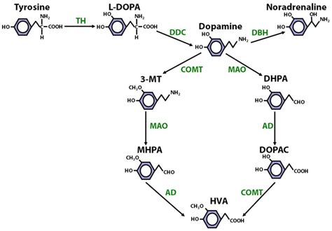 Dopamine Synthesis Pathway