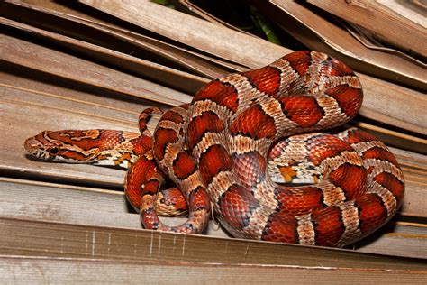 Red Cornsnake – Florida Snake ID Guide