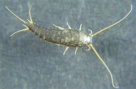 Silverfish: Habitat, Diet, Life Cycle - SchoolWorkHelper