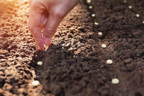 Easy Herbs to Start From Seed