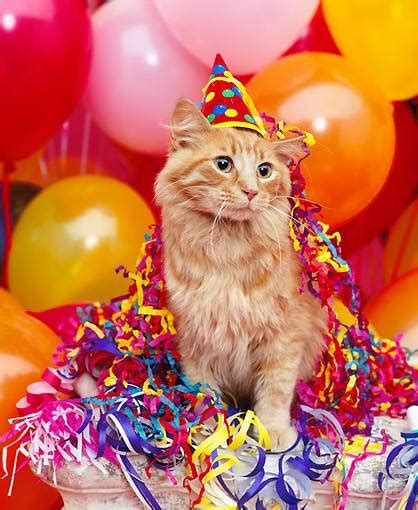 Guest Post: Practical Gift Ideas for a Cat's Birthday Party - Katzenworld