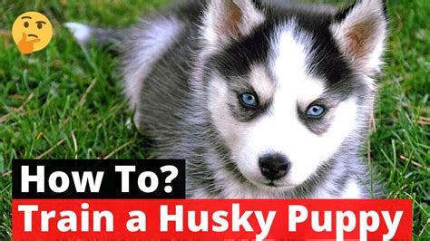 Are Husky Puppies Easy To Train