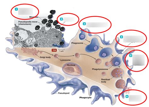 MicroBiology Phagocytosis Diagram | Quizlet