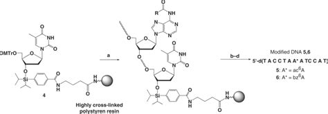 Synthesis of modified DNA 5 and 6. Reagents and conditions: (a ...