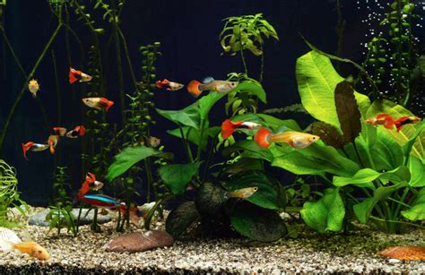 Care Guide for Guppies – The Most Popular and Colorful Livebearer ...