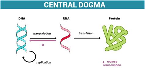 The Central Dogma and the Genetic Code in Molecular Biology