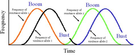 "Boom and Bust " cycle - Bio Brains