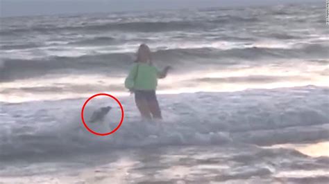 Sea lion bites teen in ocean - CNN Video