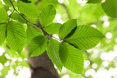 9 árboles con hojas comestibles para alimentar o cultivar - Mi Diario ...