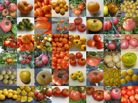 How to Choose Tomato Varieties to Grow in Your Garden | Tomato garden ...