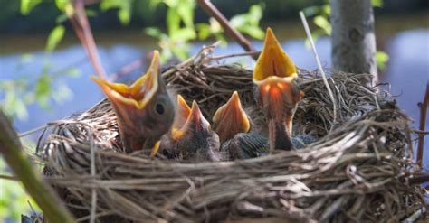 What’s a Baby Bird Called & 4 More Amazing Facts! - A-Z Animals