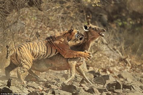 Rare photos of tiger killing a deer are captured by photographer Andy ...