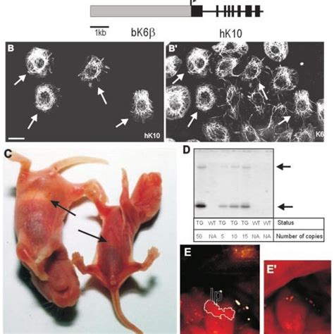 Structure of the transgene, expression in cultured cells, and gross ...