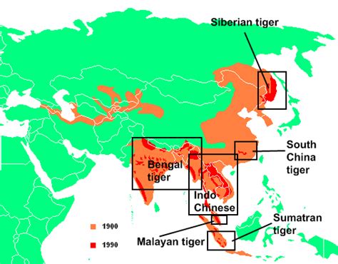 White Tiger Habitat Map - Coleen Catharine