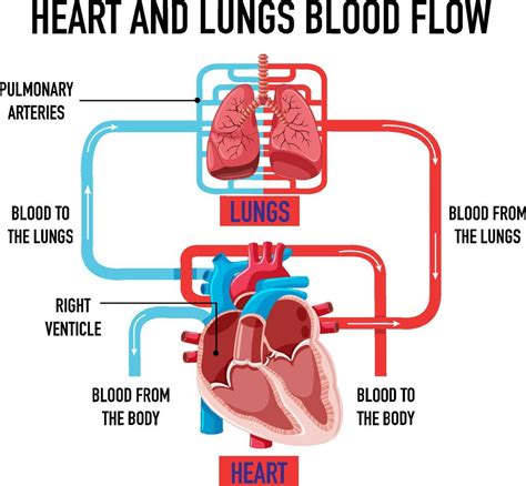 Diagram showing heart and lungs blood flow 7104056 Vector Art at Vecteezy