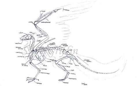 Griffin skeleton by silvergriffin | Griffin, Art, Humanoid sketch