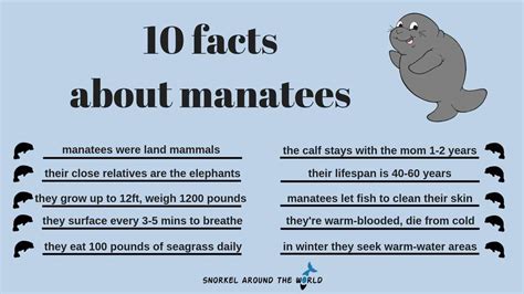 10 Facts About Manatees Manatee Facts Florida Riset Riset - Riset