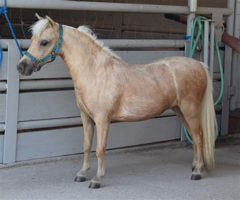 AMHA Registered 2014 29" Palomino SHOW Mare. Central Regional Champion ...