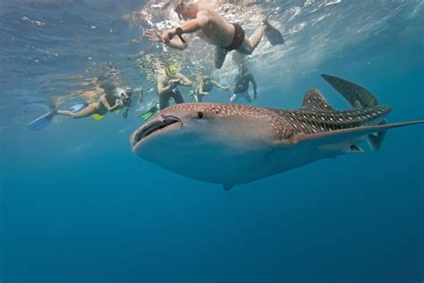 Man Filmed Riding World's Biggest Shark in Tourism Stunt - Newsweek