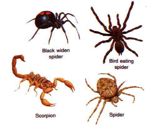 Welcome to the Living World: Arthropoda (Joint legged animals)