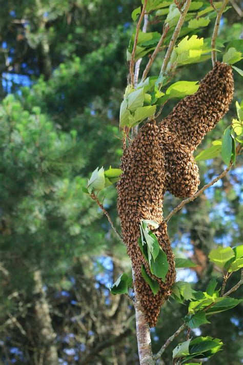 Bee Swarms: Understanding and Handling Them