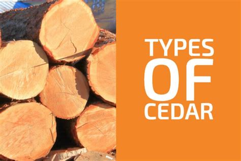 8 Types of Cedar Wood: Which Is Best for Woodworking? - Handyman's World