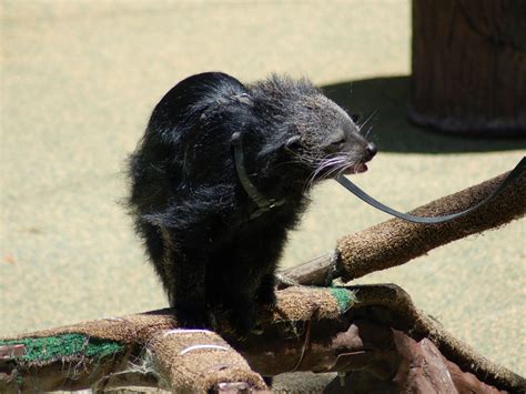 The Online Zoo - Binturong