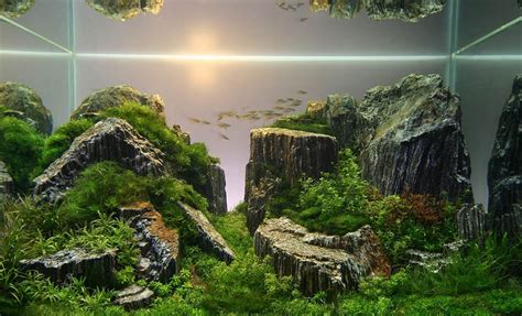 Takashi Amano | Aquarium landscape, Aquascape design, Aquascape