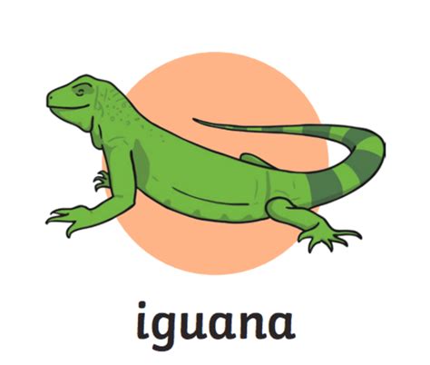 What is an Iguana? - Answered - Twinkl Teaching Wiki