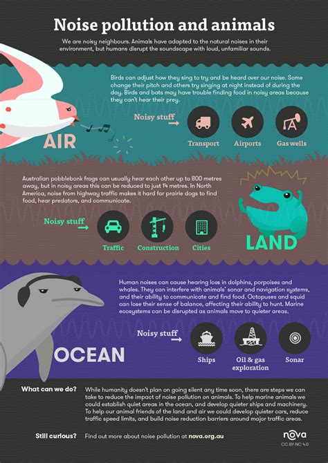 Infographic: Noise pollution and animals