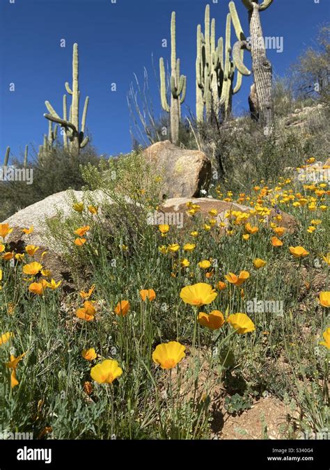 Hiking in the Catalina State Park with Spring color Stock Photo - Alamy