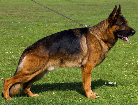 The Highly Impressive Show Results Of Mittelwest German Shepherds