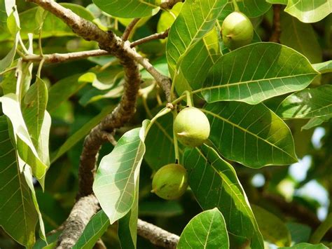 Mahua Tree (Iluppai maram) - santhi santhi - Medium