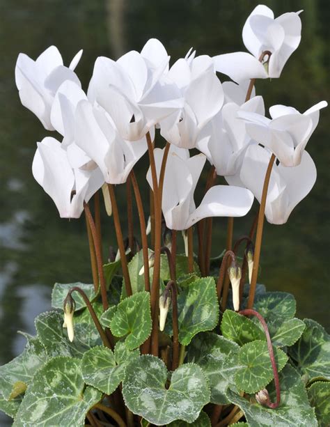 Cyclamen hederifolium var. hederifolium f. albiflorum (Ivy-Leaved Cyclamen)