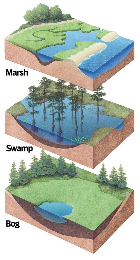 Infographic - marsh, swamp, bog | Science and nature, Earth science ...