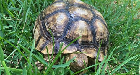 Sulcata Tortoise Care Sheet | Pet Sulcata Tortoise