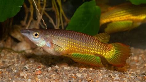 Killifish Lifespan (How Long Do Killifish Live?) - Avid Aquarist